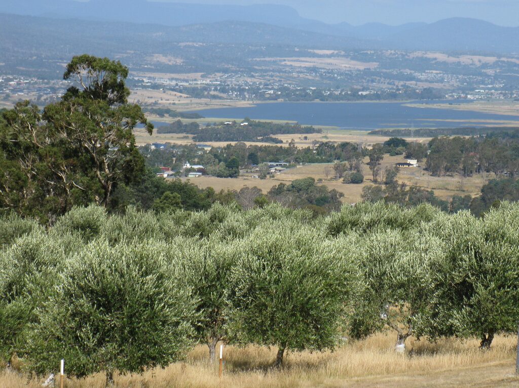 View across the olive grove towards the Tamar River