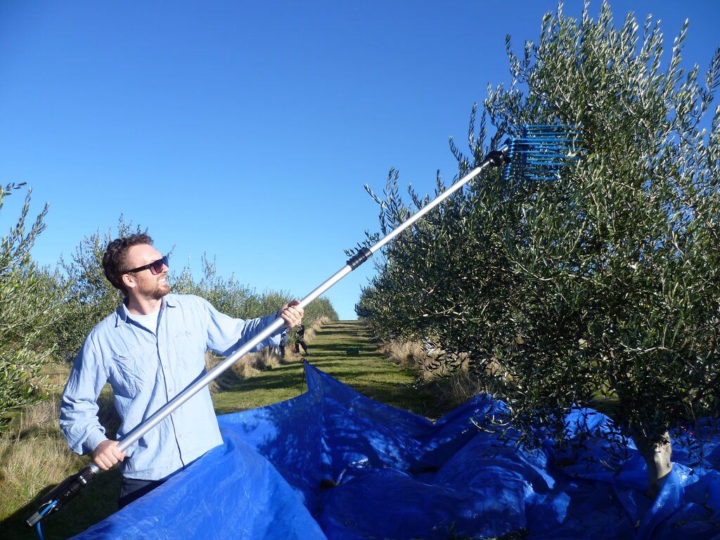 Harvesting olives by hand in the grove