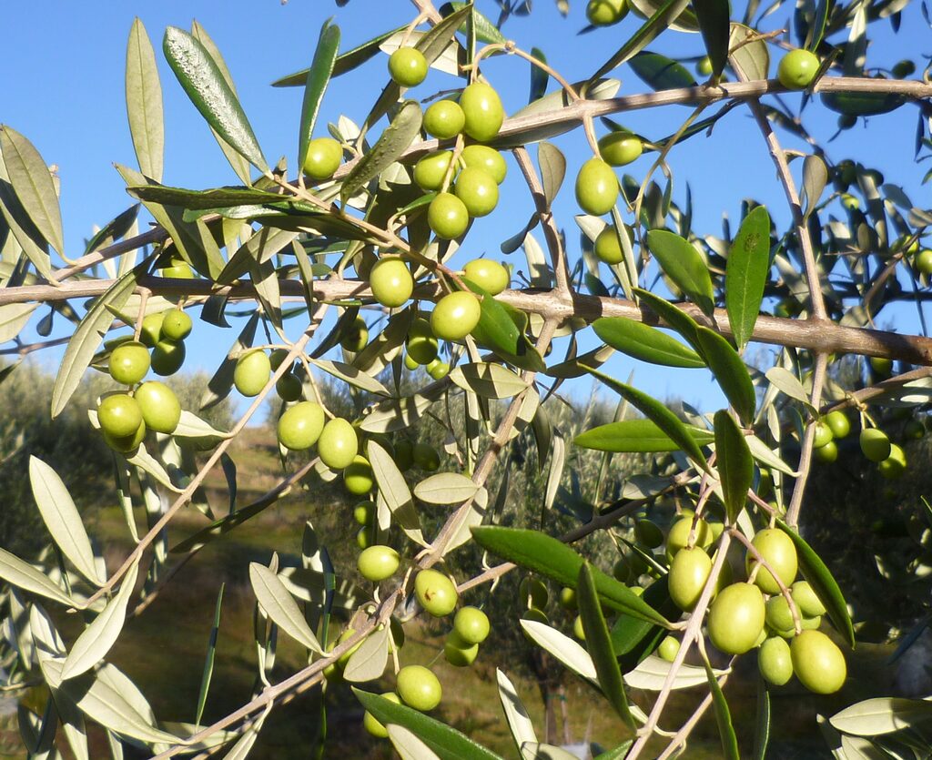 Olives ready for picking