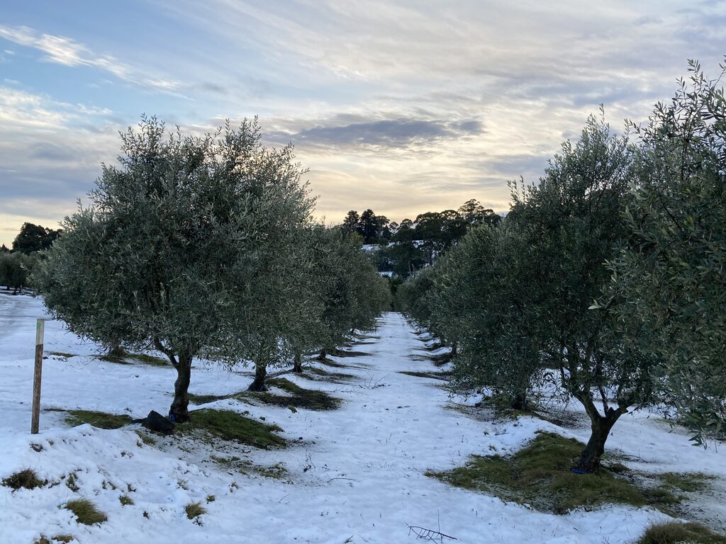 Harvest day at the grove