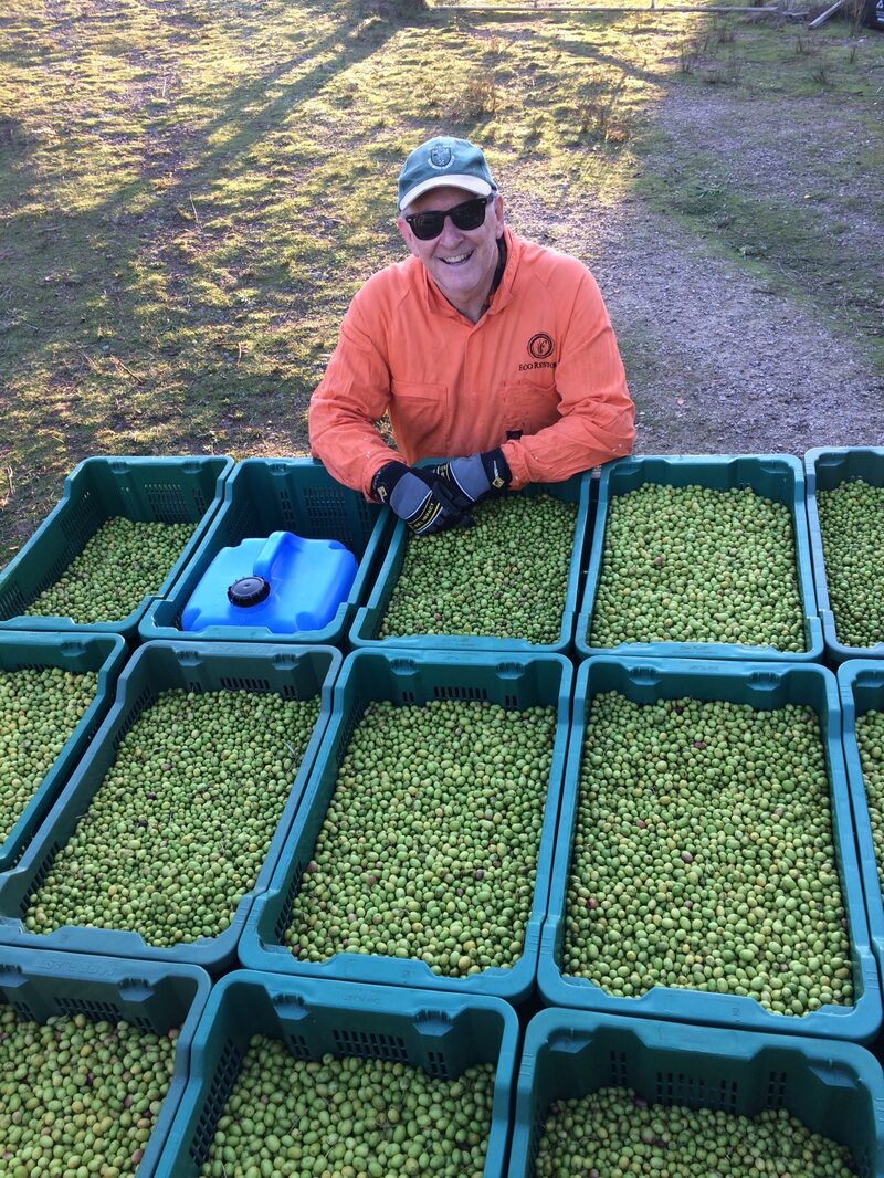 Picking olives from the trees