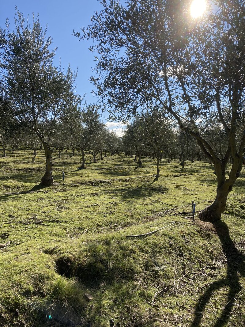 Crates of freshly harvested olives