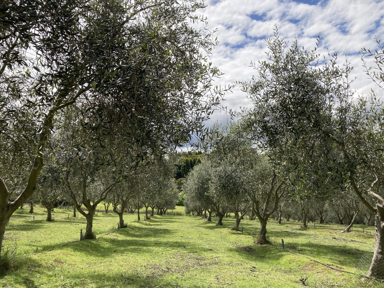 Rows of olive trees in the grove at Grindelwald