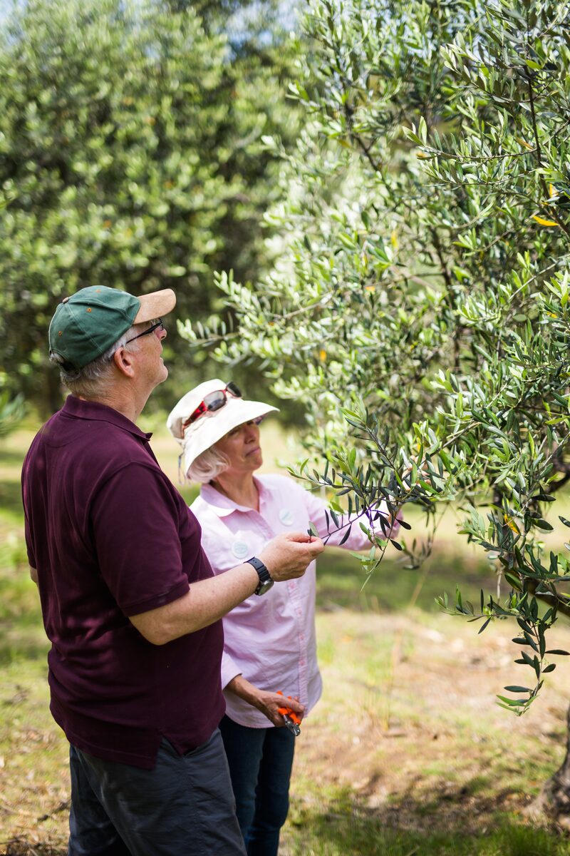 Growers with olive branches at the grove